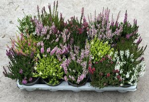 10.5cm Calluna *