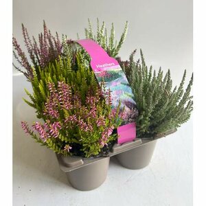 10.5cm Calluna Heather 6 Carry Tray