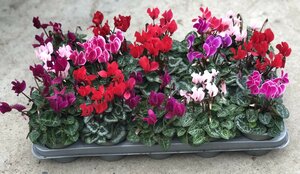 10.5cm Cyclamen