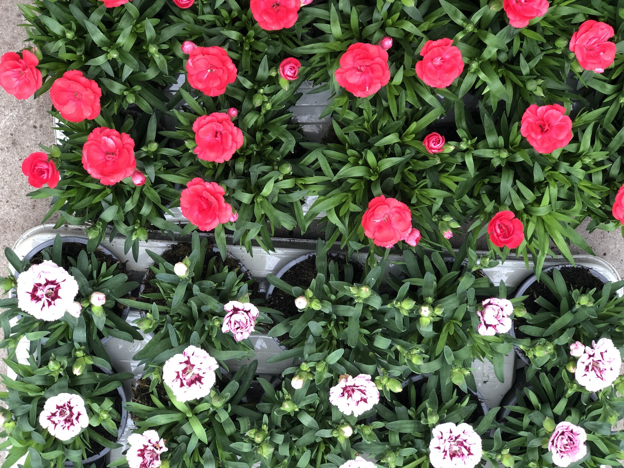10.5cm Dianthus D and M Garden Centre