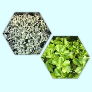 10.5cm Sedum *