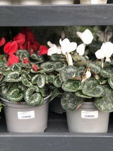 2 Ltr Cyclamen *