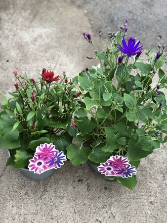 2 Ltr Senetti Mix