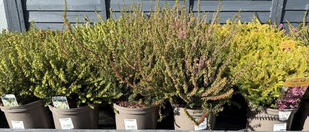 2L Heathers