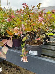 ABELIA GRANDIFLORA - image 2