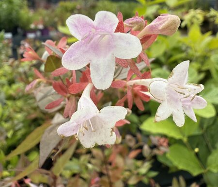 ABELIA GRANDIFLORA - image 1
