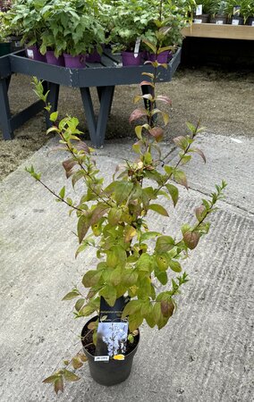 Abeliophyllum distichum
