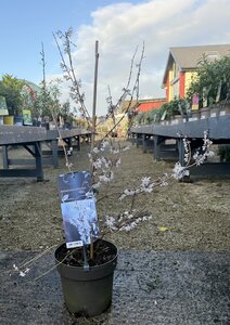 Abeliophyllum distichum