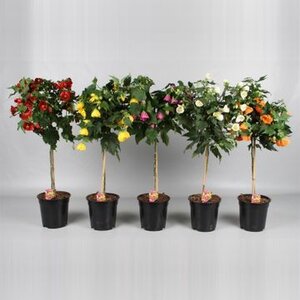 Abutilon mix on a stem