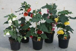 Abutilon  mixed