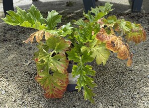 Acanthus mollis