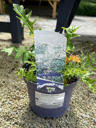 Acanthus spinosus