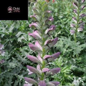 Acanthus spinosus