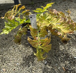 Acanthus 'White Lips'