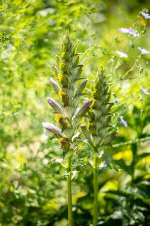 Acanthus 'Whitewater' ®