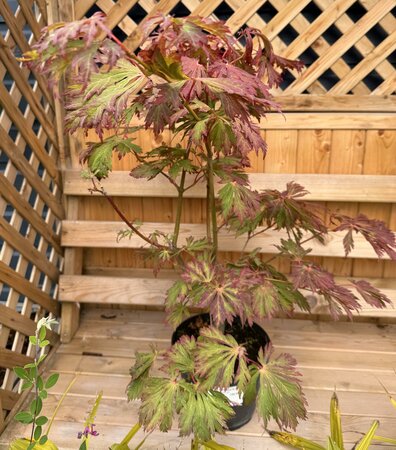ACER jap. Acontifolium 30-40cm