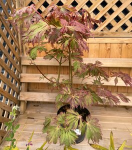 ACER jap. Acontifolium 30-40cm