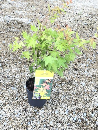 Acer Japanese Jewels Orange Dream