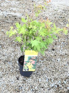 Acer Japanese Jewels Orange Dream