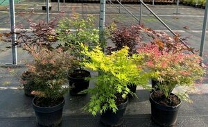 Acer mix² / 15 Ltr pot