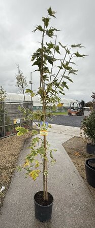 ACER P. DRUMMONDII - image 2