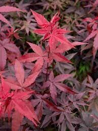 ACER P. TWOMBLYS RED SENTINEL