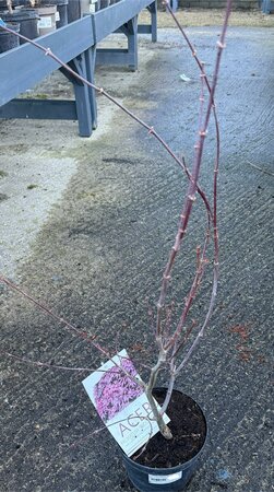 ACER pal. Bloodgood 50-60cm