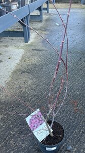 ACER pal. Bloodgood 50-60cm