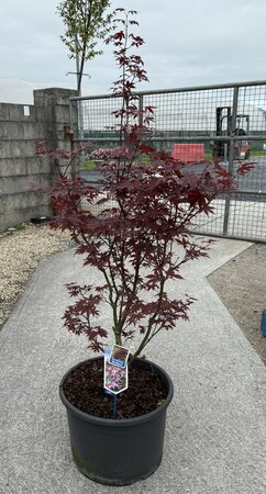 Acer pal. 'Bloodgood' 80- 90cm