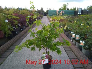 ACER pal. Osakazuki 50-60cm