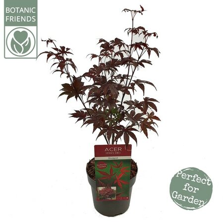 Acer palm Bloodgood Extra