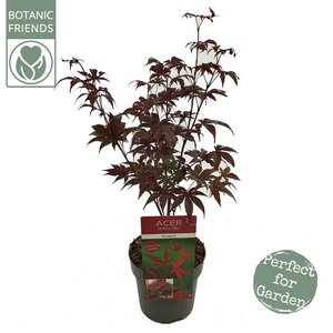 Acer palm Bloodgood Extra