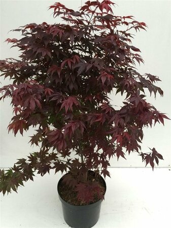 Acer palmatum 'Atropurpureum'