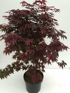 Acer palmatum 'Atropurpureum'