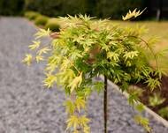 Acer palmatum 'Cascade Citrine' ®