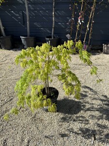 Acer palmatum 'Dissectum' - image 1