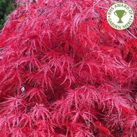 ACER PALMATUM DISSECTUM GARNET