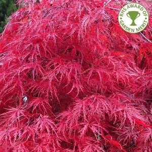 ACER PALMATUM DISSECTUM GARNET