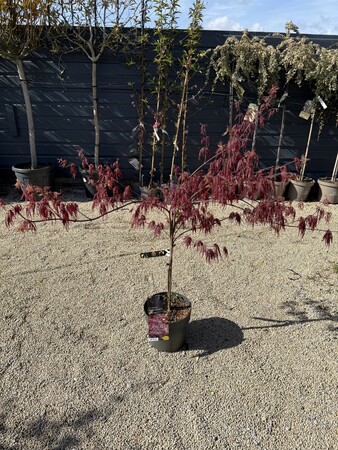 Acer palmatum 'Dissectum Garnet' - image 2