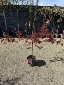 Acer palmatum 'Dissectum Garnet' - image 2