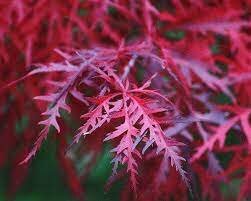 ACER PALMATUM FIRECRACKER