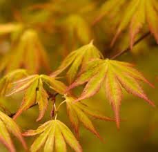 ACER PALMATUM ORANGE DREAM