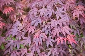 Acer palmatum 'Shaina'