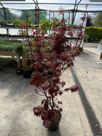 Acer palmatum 'Skeeter's Broom'