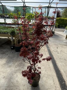 Acer palmatum 'Skeeter's Broom'