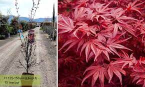 ACER PALMATUM SKEETERS BROOM
