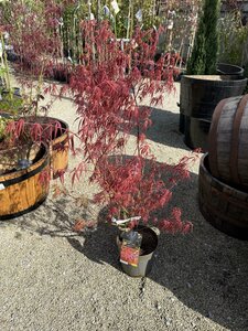 Acer palmatum 'Villa Taranto'