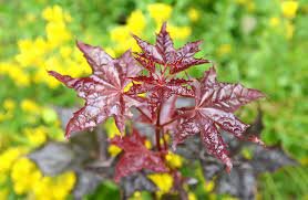 Acer Plat Crimson King