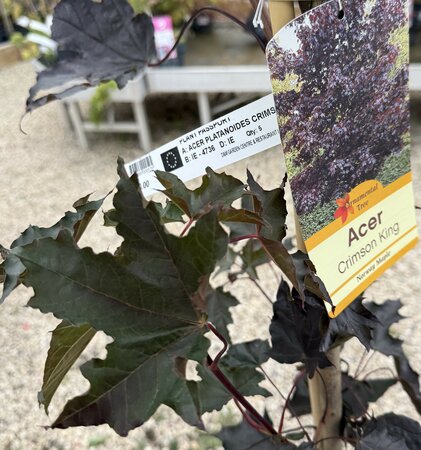 Acer plat. 'Crimson King' - image 1