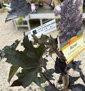 Acer plat. 'Crimson King'